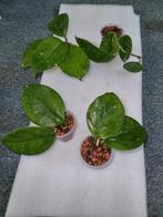 Hoya island, Ophalen of Verzenden, Overige soorten, Minder dan 100 cm