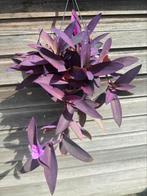 Tradescantia pallida purple heart/pink stripe, Huis en Inrichting, Kamerplanten, Ophalen of Verzenden, Cactus, Minder dan 100 cm