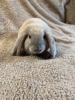 Lieve NHD rammetje, Dieren en Toebehoren, Konijnen, Mannelijk, Dwerg
