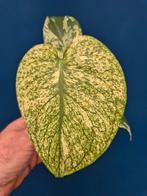 Monstera Mint p12 (1)