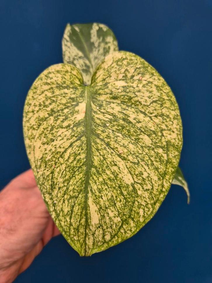 Monstera Mint p12 (1), Huis en Inrichting, Kamerplanten, Minder dan 100 cm, Halfschaduw, Ophalen of Verzenden