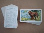 Dogs 2nd series complete set 48 cigarette cards 1938, Ophalen of Verzenden