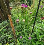 Bijendrinkcupjes, tuin, decoratie, Tuin en Terras, Planten | Tuinplanten, Ophalen of Verzenden, Bloeit niet, Overige soorten, Volle zon