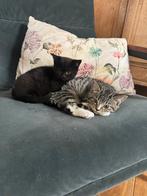 Kittens van Ragdoll moeder, Dieren en Toebehoren, Poes