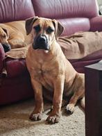 Boerboel (South African Mastiff), Fokker | Hobbymatig, Rabiës (hondsdolheid), 15 weken tot 1 jaar, Overige rassen