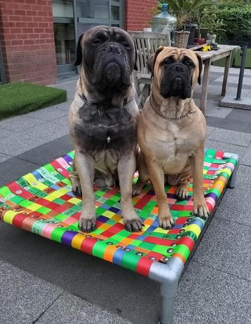 Hondenbed hondenmand hondenstretcher bench mand bullmastiff  beschikbaar voor biedingen
