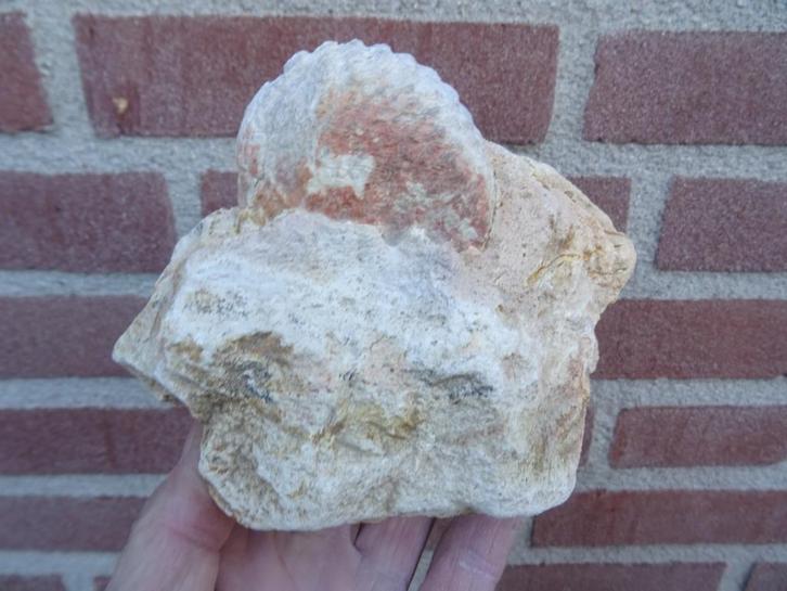 Araucaria mirabilis, fossilized pine cone, Verzamelen, Mineralen en Fossielen, Fossiel, Ophalen of Verzenden