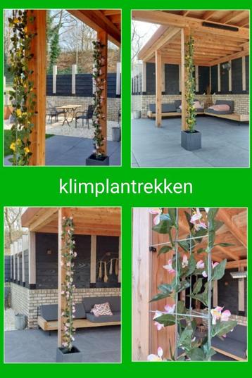 Klimplantrekken  tegen planken en balken beschikbaar voor biedingen