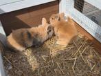 2 dwerg konijntjes (2 rammelaars, broertjes), Dieren en Toebehoren, Konijnen, Mannelijk, Dwerg, 0 tot 2 jaar