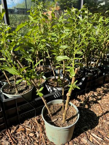 Amandelwilg (Salix triandra ‘Semperflorens’) beschikbaar voor biedingen