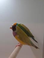 Gouldamadines cinnamon, Dieren en Toebehoren, Vogels | Overige Vogels, Meerdere dieren, Tropenvogel