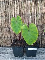 Colocasia esculenta White lava, Ophalen of Verzenden, Zomer, Overige soorten