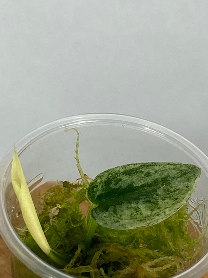 Scindapsus Mayari Variegata #4, Huis en Inrichting, Kamerplanten, Ophalen of Verzenden