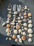 400 gram verschillende soorten SCHELPEN, Verzamelen, Ophalen of Verzenden, Schelp(en)