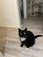 Gratis kater op te halen – omgeving Rotterdam, Dieren en Toebehoren, Katten en Kittens | Overige Katten, Kater
