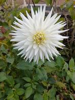 1 grote knol van een Cactus wit ( ruilen), Tuin en Terras, Bloembollen en Zaden, Ophalen, Voorjaar, Volle zon, Knol