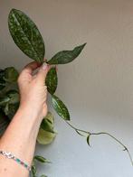 Hoya crassipetiolata splash, stek, Ophalen of Verzenden, Overige soorten, Minder dan 100 cm