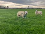 Engelse texelaar/swifter dekram, Dieren en Toebehoren, Mannelijk, Schaap