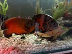 Pauw oog, Dieren en Toebehoren, Vissen | Aquariumvissen, Vis