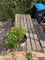 Houten Picknicktafel - Tuinmeubilair, Tuin en Terras, Planten | Tuinplanten, Ophalen, Overige soorten, Halfschaduw