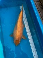 Koi karashi, Dieren en Toebehoren, Vissen | Vijvervissen, Karper of Koi