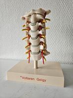 Anatomie ruggenwervel, Ophalen of Verzenden