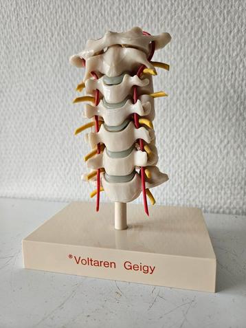 Anatomie ruggenwervel beschikbaar voor biedingen