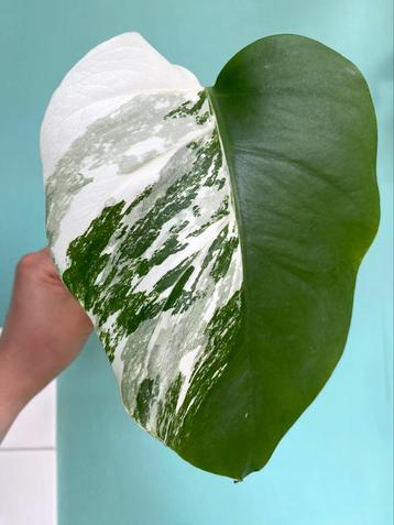 Topkwaliteit, gewortelde, witte Monstera Albo Variegata Stek beschikbaar voor biedingen