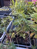 Lupine Hybride bio, Overige soorten, Volle zon, Vaste plant, Ophalen of Verzenden