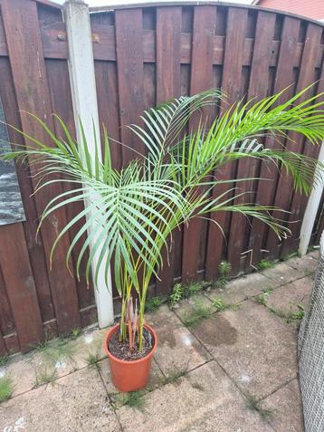 Areca palm beschikbaar voor biedingen