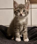 Prachtige Noorse Boskat Kittens - ingeënt, Meerdere dieren, Ontwormd, 0 tot 2 jaar