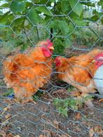 2 Cochin haantjes gratis, Dieren en Toebehoren, Pluimvee, Mannelijk, Kip