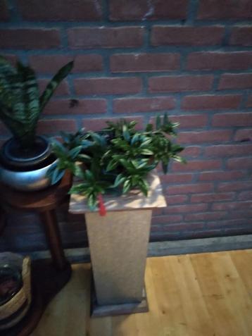 Mooie kamerplanten voor een groene touch! beschikbaar voor biedingen