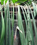 anthurium vittarifolium zaadjes, Huis en Inrichting, Ophalen of Verzenden, Halfschaduw, Minder dan 100 cm
