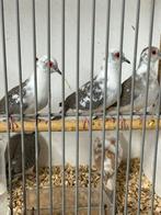 Bonte diamant duiven, Dieren en Toebehoren, Vogels | Overige Vogels, Meerdere dieren