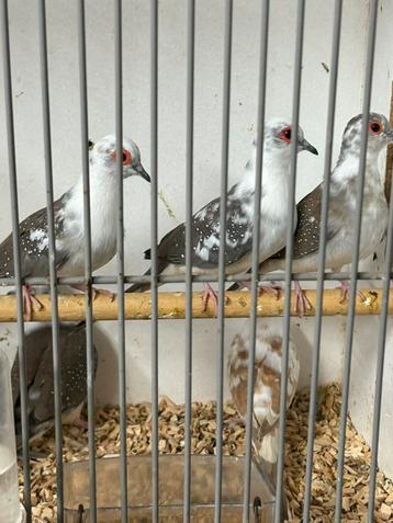 Bonte diamant duiven beschikbaar voor biedingen