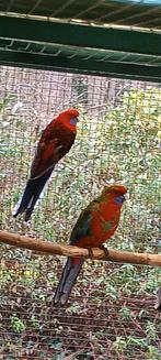 Rosella parkieten, Dieren en Toebehoren, Vogels | Parkieten en Papegaaien, Meerdere dieren, Parkiet, Geringd