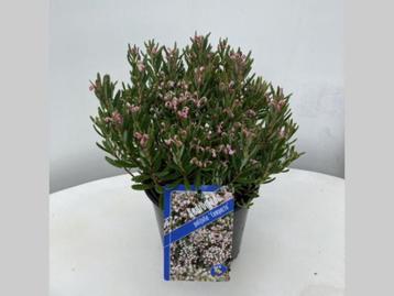 Andromeda polifolia Compacta 25/- cm in een 2 liter pot beschikbaar voor biedingen