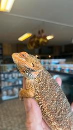 Baardagaam (man) tam, Dieren en Toebehoren, Reptielen en Amfibieën, Hagedis, Tam