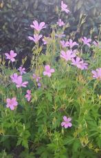 Geranium, ooievaarsbek., Tuin en Terras, Planten | Tuinplanten, Ophalen, Overige soorten, Volle zon