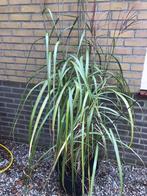 Prachtig groot siergras Miscanthus Sinensis., Ophalen