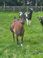 Grote geit, Dieren en Toebehoren, Schapen, Geiten en Varkens, Mannelijk, Geit