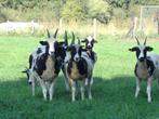 Jacobschaap ooilammeren stamboek, zwoegervrij dubbel ARR, Dieren en Toebehoren, Schapen, Geiten en Varkens, Mannelijk, Schaap