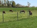Stalling met weidegang., Weidegang