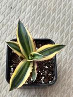 Agave lophantha Quadricolor mini #2, Tuin en Terras, Planten | Tuinplanten, Ophalen of Verzenden, Bloeit niet, Overige soorten