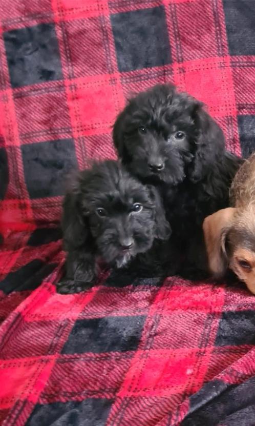 Dwergteckel x poedel pups!  Doxiepoo. (teefjes), Dieren en Toebehoren, Honden | Teckels en Dashonden, Teef, Dwerg, Fokker | Hobbymatig
