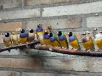 Te koop gouldamadine mannen, Dieren en Toebehoren, Vogels | Overige Vogels, Mannelijk, Geringd