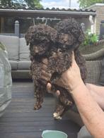 Mooie bruine toypoedel pup nog  1 reu, Poedel, Rabiës (hondsdolheid), 8 tot 15 weken, Meerdere