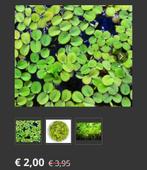 Aquariumplanten aquarium drijfplanten drijfplantjes salvinia, Dieren en Toebehoren, Vissen | Aquaria en Toebehoren, Ophalen of Verzenden