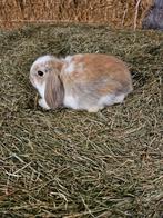 Jonge hangoor konijntjes, Dieren en Toebehoren, Konijnen, Meerdere dieren, Hangoor